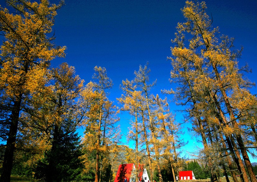 <a href=http://www.cyts.ha.cn/ly/kanasi/ target=_blank class=infotextkey>喀纳斯</a>贾登峪国家森林公园.jpg