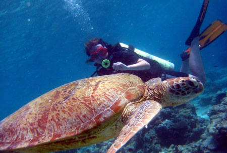 河南青旅,河南中青旅行社,沙 巴岛